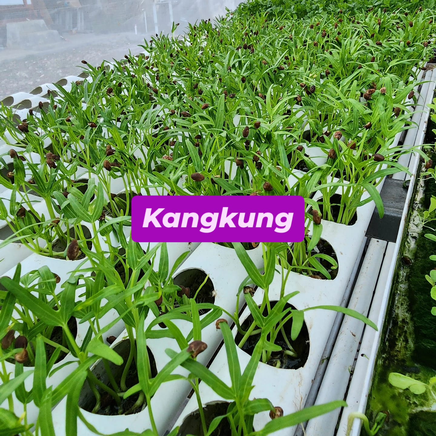 Kangkung