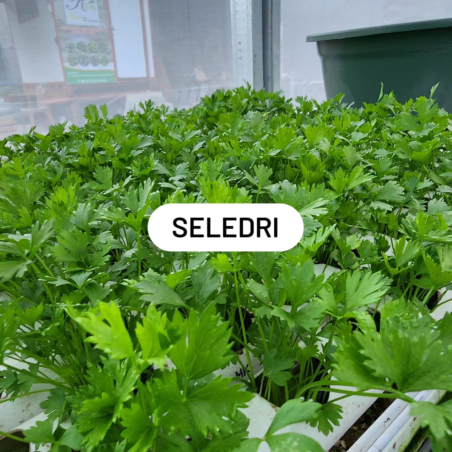 Seledri