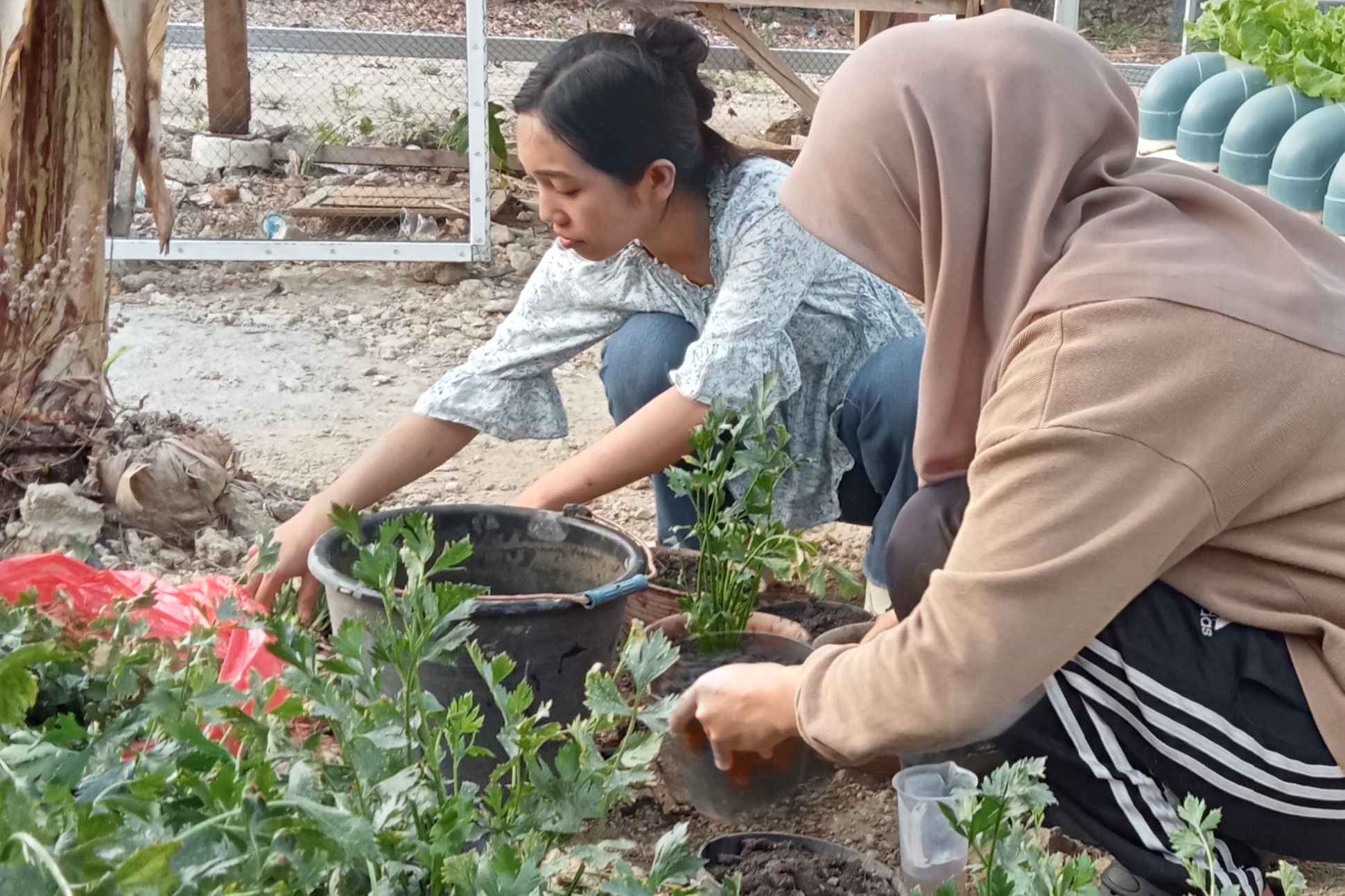 Penanaman Seledri Menggunakan Kompos Ramah Lingkungan, Khala' Hidroponik Dorong Pertanian Berkelanjutan