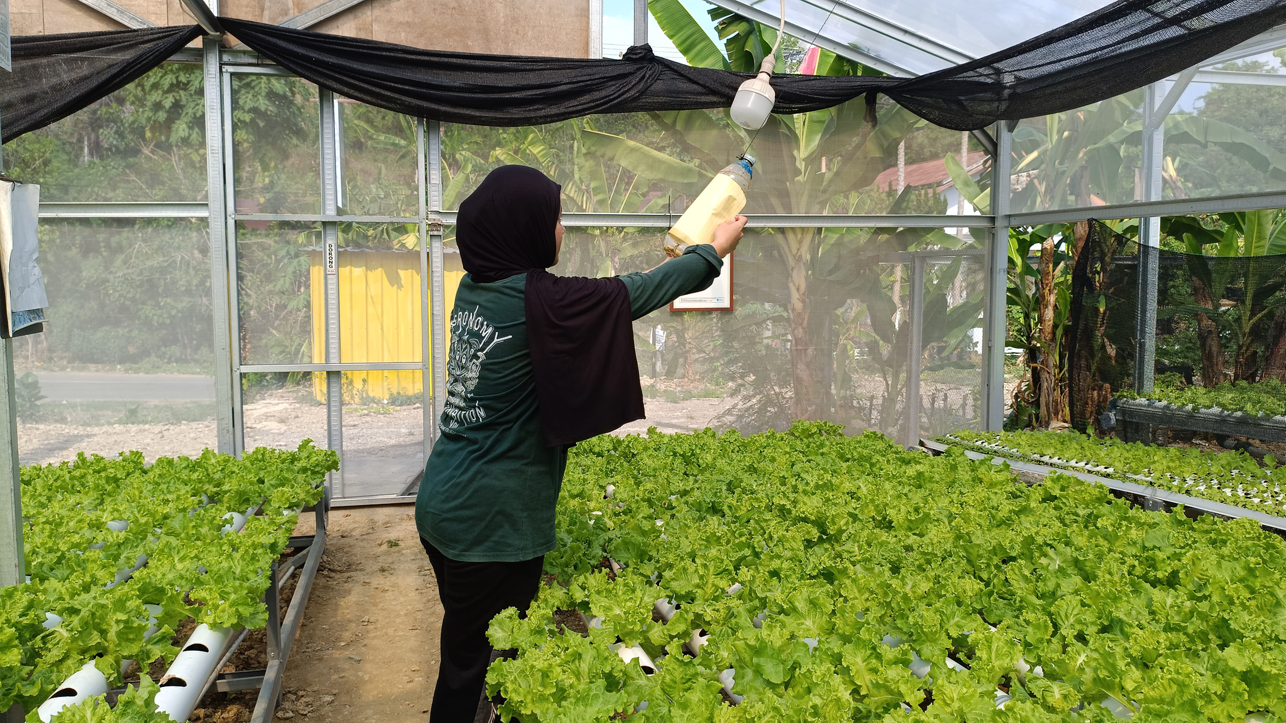 Pemasangan Yellow Trap sebagai Upaya Pengendalian Hama pada Green House Produksi Khala’ Hidroponik